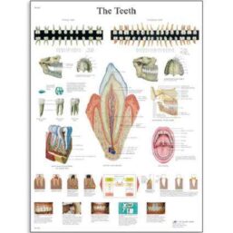 Plansa DINTII: TIPOLOGIE, ANATOMIE, STRUCTURA