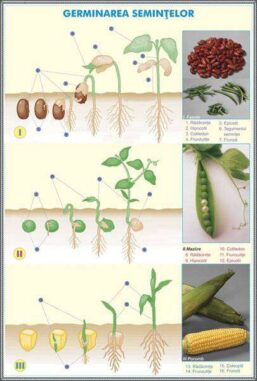 Alternative view of Plansa duo GERMINATIA SEMINTELOR / BRIOPHYTHA (fata-verso)