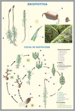 Plansa duo GERMINATIA SEMINTELOR / BRIOPHYTHA (fata-verso)