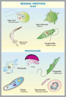 Plansa duo GIMNOSPERMELE / REGNUL PROTISTA (fata-verso)