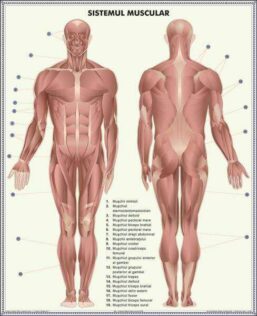 Alternative view of Plansa duo SCHELETUL UMAN/SISTEMUL MUSCULAR (fata-verso)