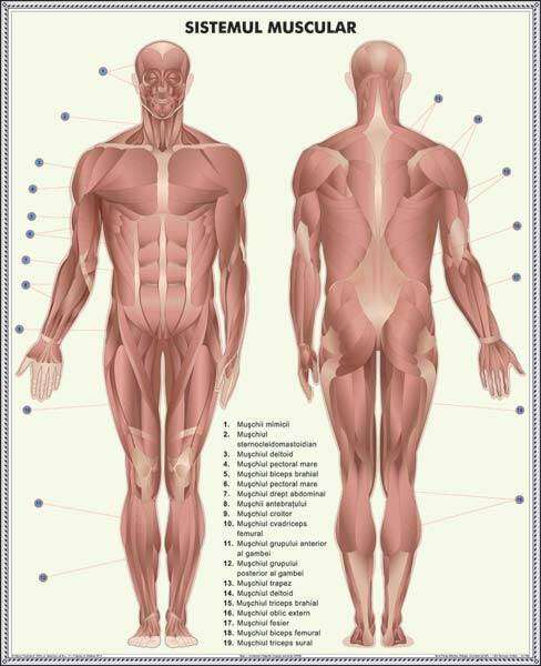 Plansa duo SCHELETUL UMAN/SISTEMUL MUSCULAR (fata-verso) - imagine 2
