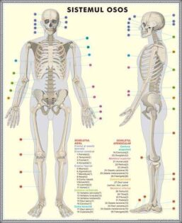 Plansa duo SCHELETUL UMAN/SISTEMUL MUSCULAR (fata-verso)