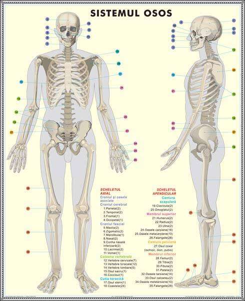 Plansa duo SCHELETUL UMAN/SISTEMUL MUSCULAR (fata-verso)