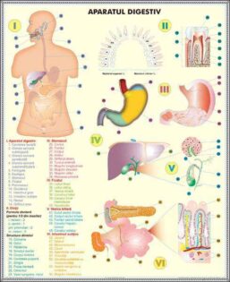 Alternative view of Plansa duo SISTEMUL ENDOCRIN/SISTEMUL DIGESTIV (fata-verso)