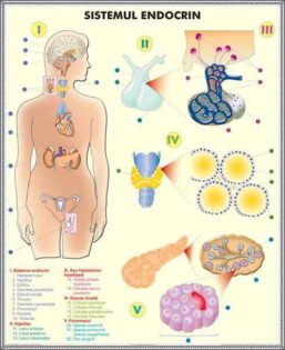 Plansa duo SISTEMUL ENDOCRIN/SISTEMUL DIGESTIV (fata-verso)