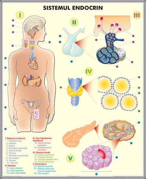 Plansa duo SISTEMUL ENDOCRIN/SISTEMUL DIGESTIV (fata-verso)