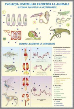 Plansa duo SISTEMUL EXCRETOR LA OM / EVOLUŢIA SISTEMULUI EXCRETOR LA ANIMALE (fata-verso)