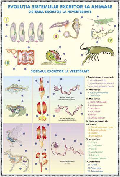 Plansa duo SISTEMUL EXCRETOR LA OM / EVOLUŢIA SISTEMULUI EXCRETOR LA ANIMALE (fata-verso)