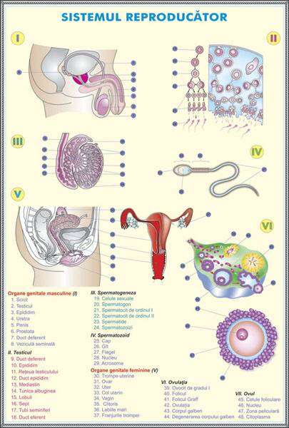 Plansa duo SISTEMUL REPRODUCATOR LA OM/ EVOLUTIA SISTEMULUI REPRODUCATOR LA ANIMALE (fata-verso) - imagine 2