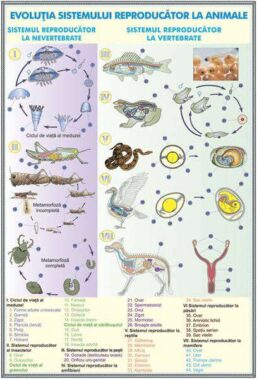 Plansa duo SISTEMUL REPRODUCATOR LA OM/ EVOLUTIA SISTEMULUI REPRODUCATOR LA ANIMALE (fata-verso)