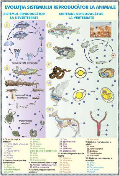 Plansa duo SISTEMUL REPRODUCATOR LA OM/ EVOLUTIA SISTEMULUI REPRODUCATOR LA ANIMALE (fata-verso)