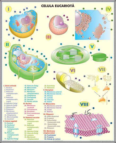 Plansa duo SISTEMUL RESPIRATOR/ CELULA EUCARIOTA (fata-verso)