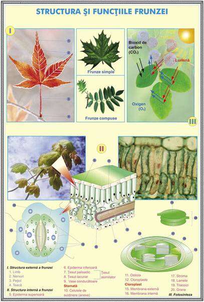 Plansa duo STRUCTURA SI FUNCTIA FLORILOR LA PLANTE DE TIP ANGIOSPERMATOPHYTA / STRUCTURA SI FUNCTIILE FRUNZEI (fata-verso) - imagine 2