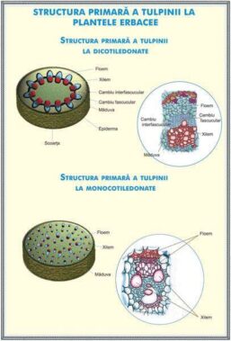 Alternative view of Plansa duo STRUCTURA TULPINEI LA PLANTELE ERBACEE /REGNUL CIUPERCILOR (fata-verso)