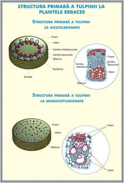 Plansa duo STRUCTURA TULPINEI LA PLANTELE ERBACEE /REGNUL CIUPERCILOR (fata-verso) - imagine 2