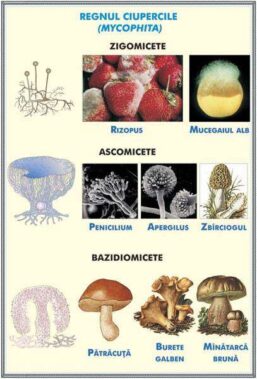 Plansa duo STRUCTURA TULPINEI LA PLANTELE ERBACEE /REGNUL CIUPERCILOR (fata-verso)