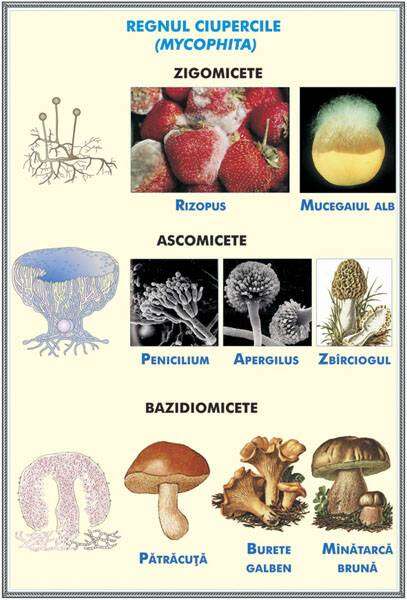 Plansa duo STRUCTURA TULPINEI LA PLANTELE ERBACEE /REGNUL CIUPERCILOR (fata-verso)