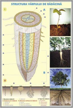 Plansa duo STRUCTURA TULPINEI LA PLANTELE LEMNOASE / STRUCTURA VARFULUI DE RADACINA duo (fata-verso)