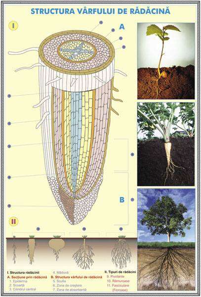 Plansa duo STRUCTURA TULPINEI LA PLANTELE LEMNOASE / STRUCTURA VARFULUI DE RADACINA duo (fata-verso)