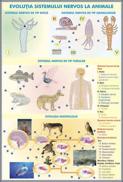 Plansa duo TESUTUL OSOS/ EVOLUTIA SISTEMULUI NERVOS LA ANIMALE (fata-verso)