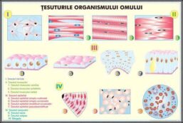 Alternative view of Plansa duo TESUTURILE UMANE / NIVELELE DE ORGANIZARE ALE ORGANISMULUI UMAN (fata-verso)