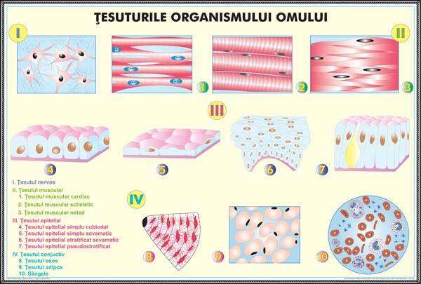 Plansa duo TESUTURILE UMANE / NIVELELE DE ORGANIZARE ALE ORGANISMULUI UMAN (fata-verso) - imagine 2