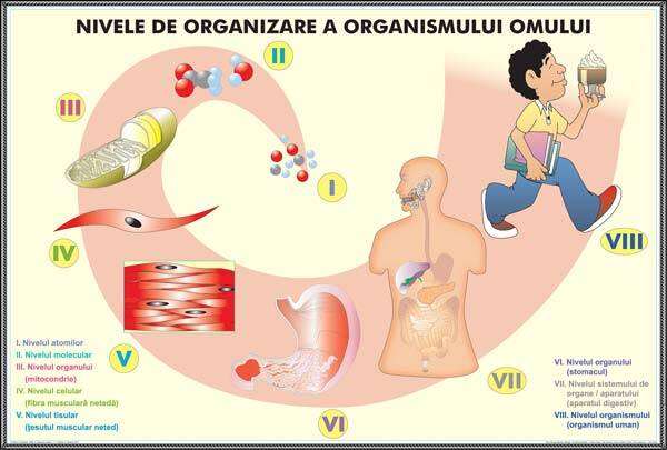 Plansa duo TESUTURILE UMANE / NIVELELE DE ORGANIZARE ALE ORGANISMULUI UMAN (fata-verso)