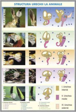 Plansa duo URECHEA OMULUI / STRUCTURA URECHII LA ANIMALE (fata-verso)