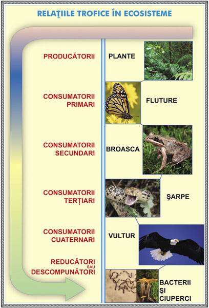 Plansa RELATII TROFICE IN ECOSISTEME /FERIGA (fata-verso) - imagine 2