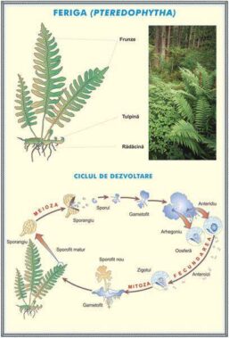 Plansa RELATII TROFICE IN ECOSISTEME /FERIGA (fata-verso)