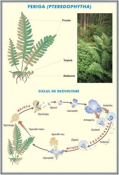Plansa RELATII TROFICE IN ECOSISTEME /FERIGA (fata-verso)