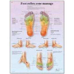 Plansa ZONELE REFLEXOGENE ALE PICIORULUI